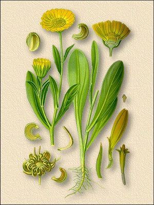 ��������� ������������� (�������) - Calendula officinalis L