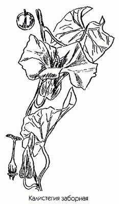 ���������� �������� (������) - Calystegia sepium (L.) R. Br.