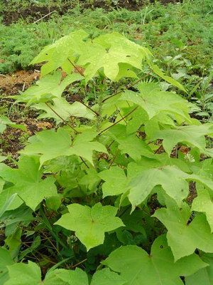 ���������� - Kalopanax pictum Nakai. // Kalopanax septemlobum (Thunb.) Koictz.