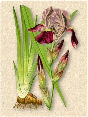   - Iris pallida L.