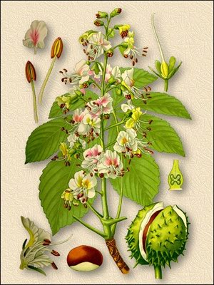 ������ ������� - Aesculus hippocastanum L
