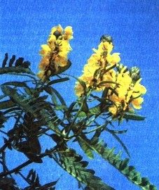   () - Cassia acutifolia Delile.
