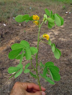   - Cassia obtussifoliae L