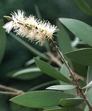    ( ) - Melaleuca leucadendron L.