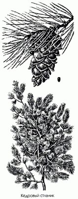   - Pinus pumila (Pall.) Regel.