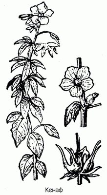  - Hibiscus cannabinus L.