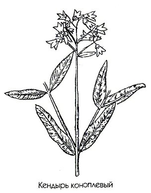 Кендырь коноплевый - Аросиnит cannabinum L.