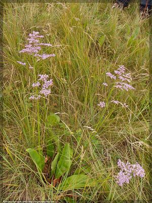   - Limonium gmelinii (Willd.) Ktze. Statice gmelini Willd.