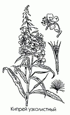 Кипрей узколистный (дремуха, иван-чай) - Chamaenerion angustifolium (L.) Scop. Epilobium angustifolium L.