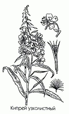   (, -) - Chamaenerion angustifolium (L.) Scop. Epilobium angustifolium L.