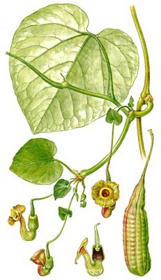   - Hocquartie manshuriensis N. Aristolochia manshuriensis Kowarov