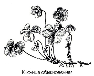   - Oxalis acetosella L.