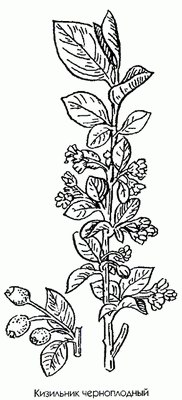   ( ) - Cotoneaster melonocarpa Lodd. Cotoneaster vulgaris Ldb.