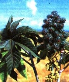   - Ricinus communis L.