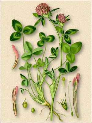 Клевер луговой (трехлистник луговой) - Trifolium pratense L.