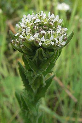   - Lepidium campestre L