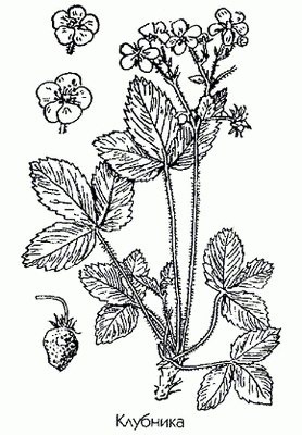 Клубника (земляника зеленая, полуница) - Fragaria viridis L