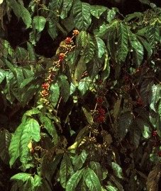  ( ) - Coffea arabica L.