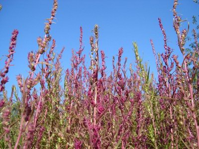   - Kochia scoparia (L.) Schrad.