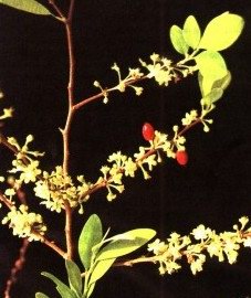 ���������� ���� (������������ ����) - Erythroxylon coca Lam.