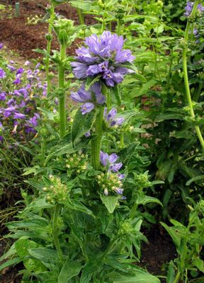   ( ) - Campanula cervicaria L.