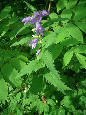   () - Campanula trachelium L.