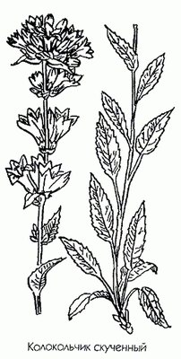   - Campanula glomerata L.