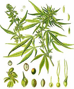������� ��������� - Cannabis indica L.