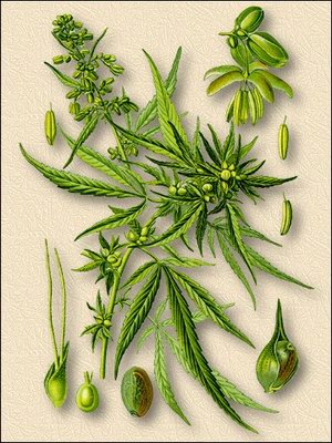   - Cannabis sativa L.