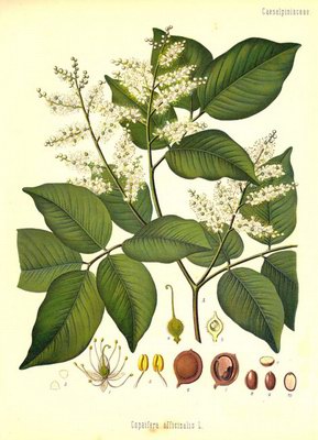   - Copaifera officinalis L.