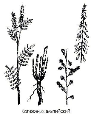 ��������� ���������� (��������� ���������) - Hedysarum alpinum L. // Hedysarum sibiricum Ldb.