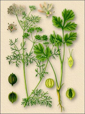   - Coriandrum sativum L.