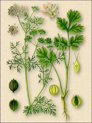   - Coriandrum sativum L.