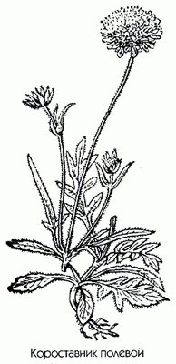   ( ) - Knautia arvensis L.