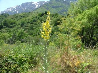   - Verbascum soongoricum Schrenk