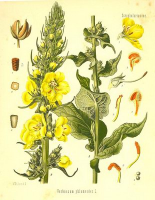   ( ) - Verbascum phlomoides L.