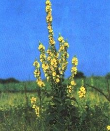   ( ) - Verbascum lychnitis L.