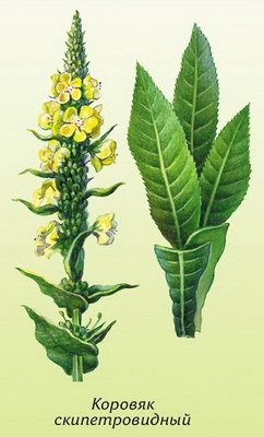   ( ) - Verbascum thapsiforme Schrad. Verbascum densiflorum Bertol.