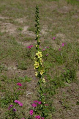   ( ,  ) - Verbascum blattara L.