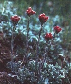    - Antennaria dioica L. Gaertn.