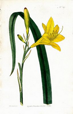   - Hemerocallis flava L.