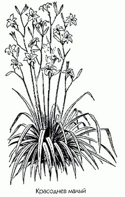   - Hemerocallis lilio-asphodelus L. Hemerocallis minor Miller.