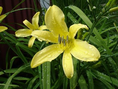   - Hemerocallis thunbergii Bak.