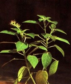  - Croton tiglium L