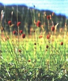   () - Sanguisorba officinalis L.