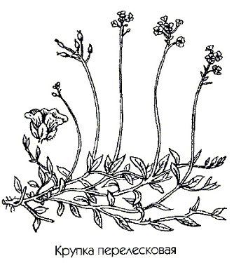   (,  ) - Draba nemorosa L