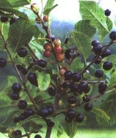 ������� ������ - Frangula alnus Mill. // Rhamnus frangula L.