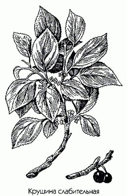   (,  ) - Rhamnus cathartica L.