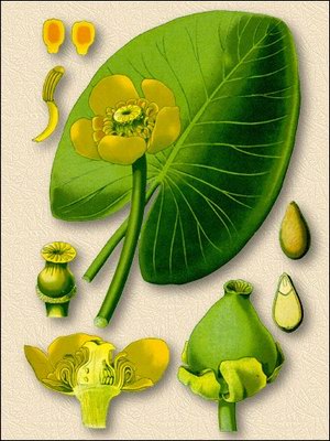 Кубышка желтая (кувшинка желтая, вахта речная) - Nuphar luteum (L) Sm. // Nymphaea lutea L