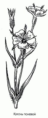   ( ) - Agrostemma githago L. // Lychnis coronaria Bge.